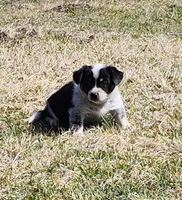 Peter, a male Australian Cattle Dog and Pembroke Welsh Corgi for sale in Woodburn, IA – Photo 2 of 2