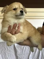 Dog#7, a female American Eskimo and Miniature Australian Shepherd for sale in Inman, SC – 1 of 4