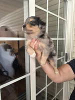 Aussie#8, a male Miniature Australian Shepherd for sale in Inman, SC – 2 of 3