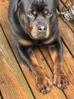 Rocky, a male Rottweiler for sale in Inman, SC – 3 of 4