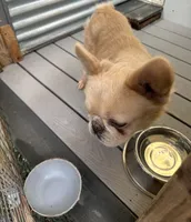 Rocky, a male French Bulldog for sale in Inman, SC – 3 of 6
