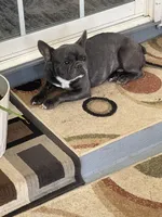 Tolyan, a male French Bulldog for sale in Inman, SC – Photo 4 of 4