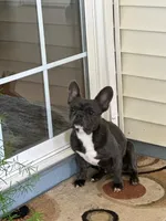 Tolyan, a male French Bulldog for sale in Inman, SC – Photo 1 of 4