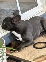 Tolyan, a male French Bulldog for sale in Inman, SC – Photo 3 of 4