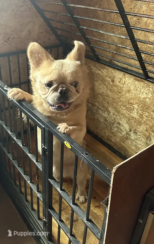 Rocky – French Bulldog puppy for sale in Inman, SC