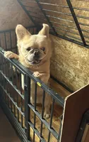 Rocky, a male French Bulldog for sale in Inman, SC – 1 of 6