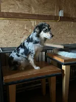 Jessie, a female Miniature Australian Shepherd for sale in Inman, SC – 4 of 4