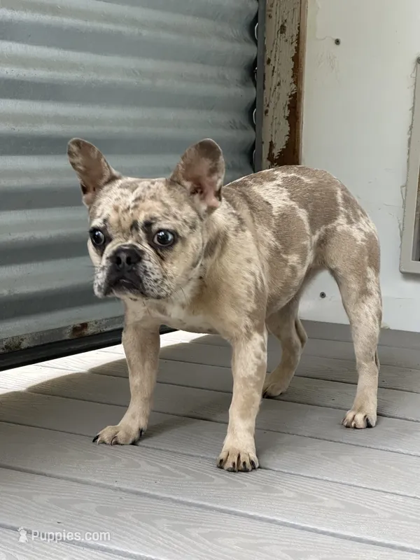 Gloria – French Bulldog puppy for sale in Inman, SC