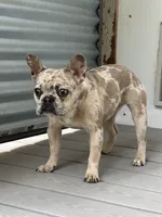 Gloria, a female French Bulldog for sale in Inman, SC – 1 of 4