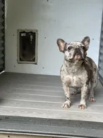 Lucy, a female French Bulldog for sale in Inman, SC – 2 of 3