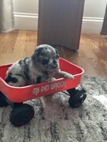 Dog#03, a male Miniature Australian Shepherd for sale in Inman, SC – Photo 1 of 6