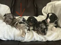 Dog#03, a male Miniature Australian Shepherd for sale in Inman, SC – Photo 5 of 6