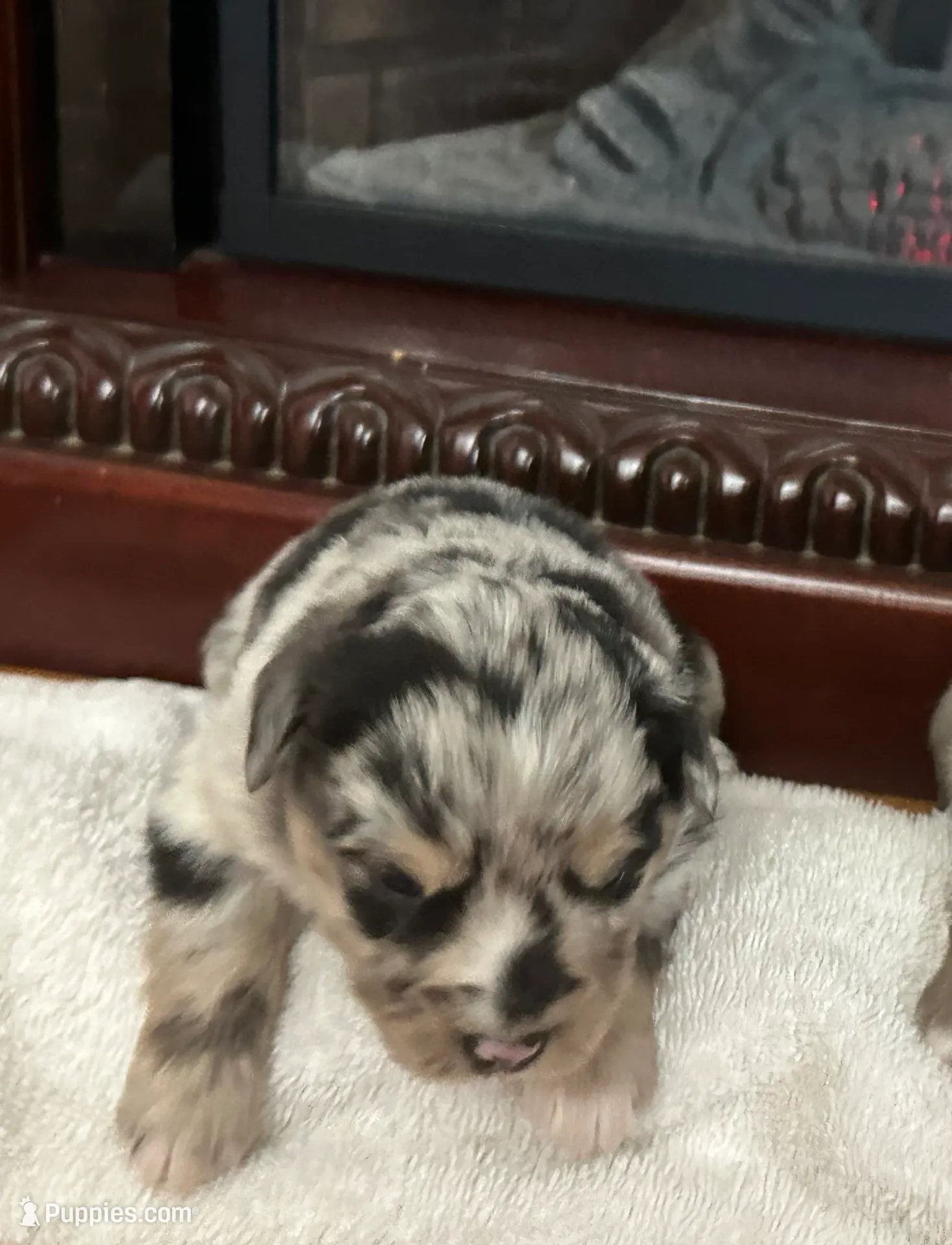 Dog#03, a male Miniature Australian Shepherd for sale in Inman, SC – Photo 2 of 6