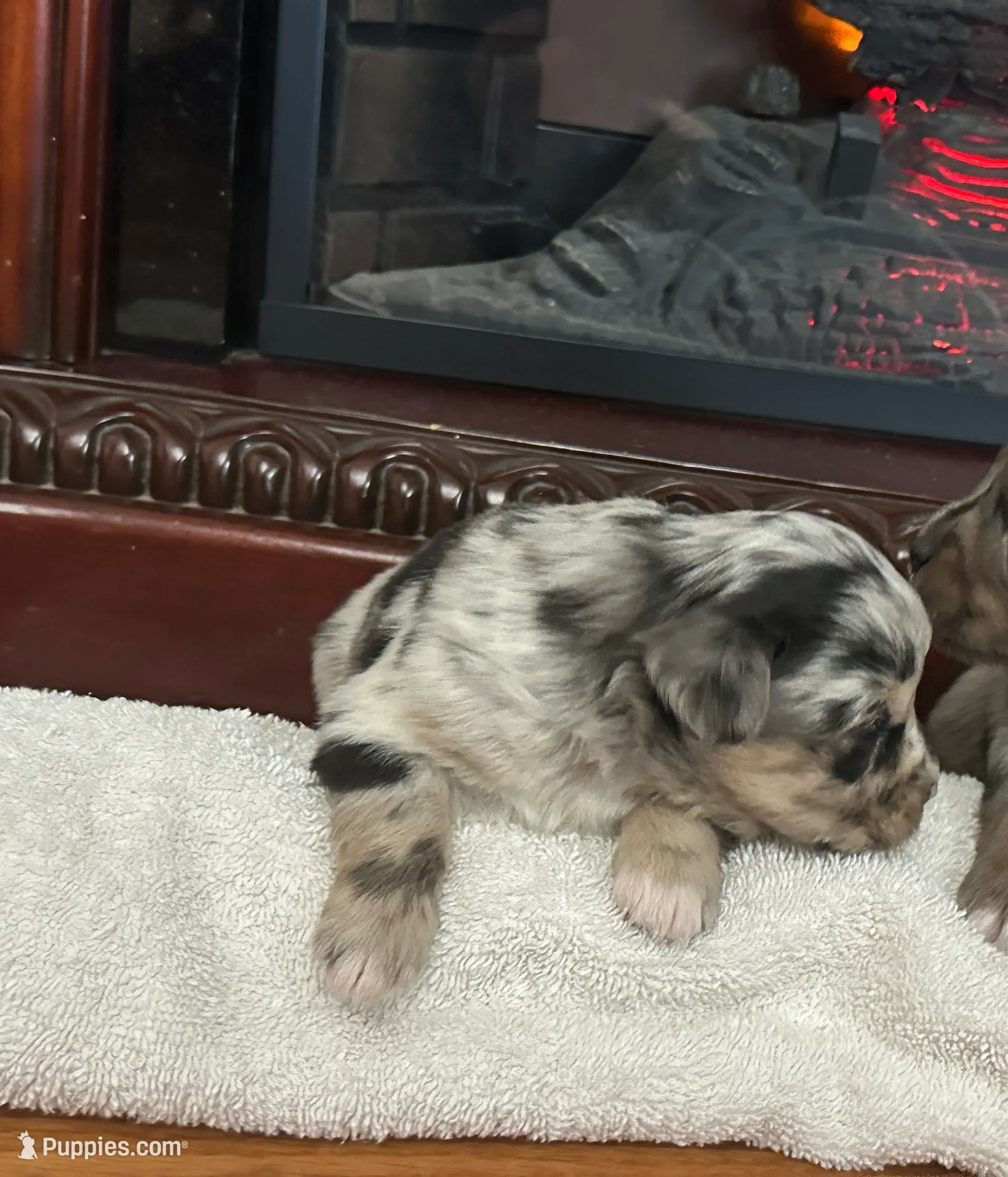 Dog#03, a male Miniature Australian Shepherd for sale in Inman, SC – Photo 4 of 6