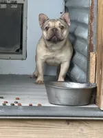 Elsa, a female French Bulldog for sale in Inman, SC – 3 of 3