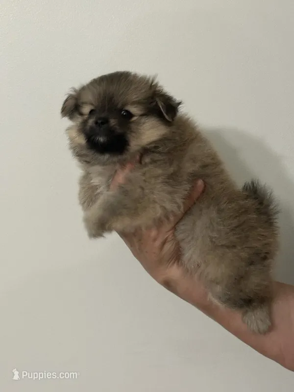 Pom#1 – Pomeranian puppy for sale in Inman, SC