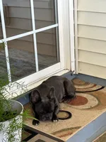 Tolyan, a male French Bulldog for sale in Inman, SC – Photo 2 of 4