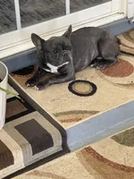 Tolyan, a male French Bulldog for sale in Inman, SC – Photo 4 of 4