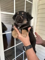 Puppy#2, a male Miniature Australian Shepherd for sale in Inman, SC – Photo 1 of 2