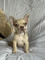 Frenchie #01 , a male French Bulldog for sale in Inman, SC – 3 of 6