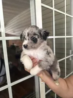 Aussie#9, a male Miniature Australian Shepherd for sale in Inman, SC – 1 of 3