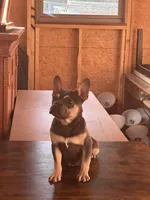 Nikki, a male French Bulldog for sale in Inman, SC – Photo 2 of 3