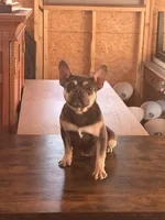 Nikki, a male French Bulldog for sale in Inman, SC – Photo 1 of 3