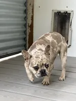Gloria, a female French Bulldog for sale in Inman, SC – 3 of 4
