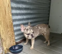 Roni, a male French Bulldog for sale in Inman, SC – 5 of 6