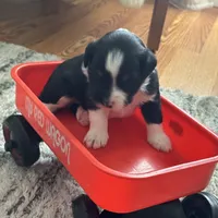 Dog#05, a male Miniature Australian Shepherd for sale in Inman, SC – Photo 4 of 10