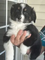 Dog#05, a male Miniature Australian Shepherd for sale in Inman, SC – Photo 3 of 10