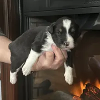 Dog#05, a male Miniature Australian Shepherd for sale in Inman, SC – Photo 5 of 10