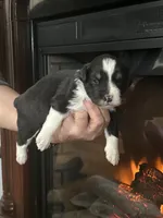 Dog#05, a male Miniature Australian Shepherd for sale in Inman, SC – Photo 2 of 7