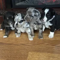 Dog#05, a male Miniature Australian Shepherd for sale in Inman, SC – Photo 9 of 10