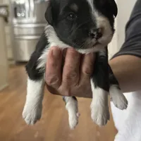 Dog#05, a male Miniature Australian Shepherd for sale in Inman, SC – Photo 6 of 10