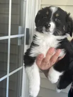 Dog#05, a male Miniature Australian Shepherd for sale in Inman, SC – Photo 2 of 10