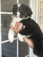 Dog#05, a male Miniature Australian Shepherd for sale in Inman, SC – Photo 1 of 10