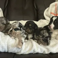 Dog#05, a male Miniature Australian Shepherd for sale in Inman, SC – Photo 10 of 10