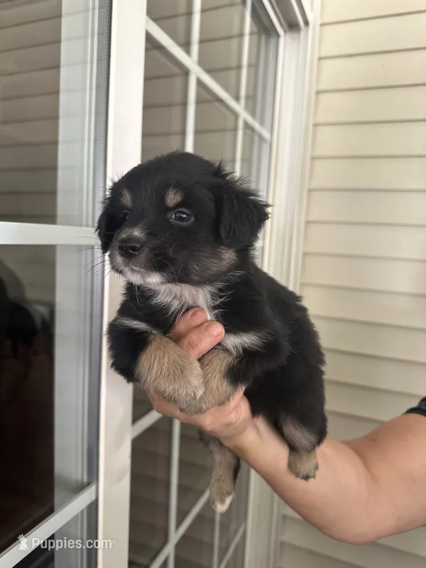 Aussie#6 – Miniature Australian Shepherd puppy for sale in Inman, SC