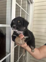 Aussie#6, a male Miniature Australian Shepherd for sale in Inman, SC – 1 of 2