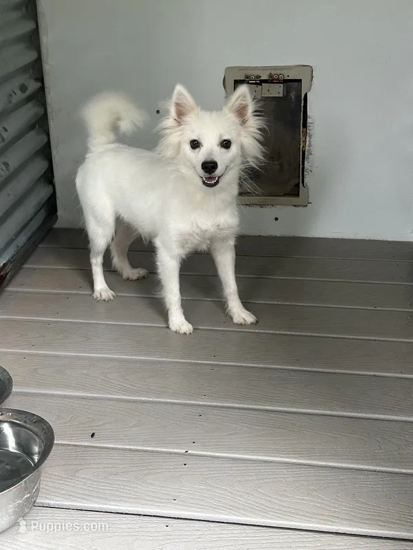 Snow White – American Eskimo puppy for sale in Inman, SC