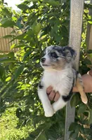 Aussie#4, a male Miniature Australian Shepherd for sale in Inman, SC – 3 of 8