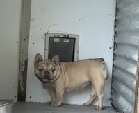 Elsa, a female French Bulldog for sale in Inman, SC – 2 of 3