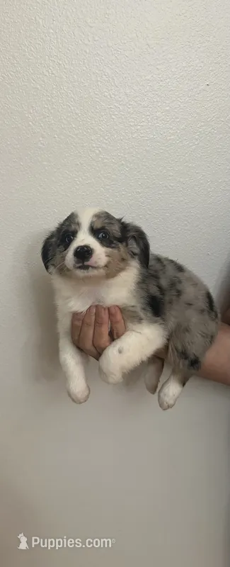 Aussie#3 – Miniature Australian Shepherd puppy for sale in Inman, SC