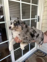 Dog#05, a female Miniature Australian Shepherd for sale in Inman, SC – Photo 2 of 2