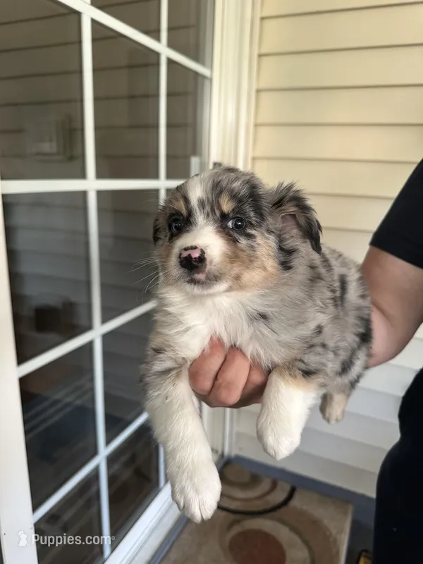 Dog#05, a female Miniature Australian Shepherd for sale in Inman, SC – Photo 1 of 2
