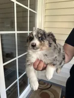 Dog#05, a female Miniature Australian Shepherd for sale in Inman, SC – Photo 1 of 2