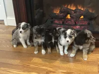 Aussie#1, a female Miniature Australian Shepherd for sale in Inman, SC – 2 of 3