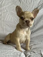 Frenchie #01 , a male French Bulldog for sale in Inman, SC – 1 of 6