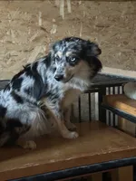 Jessie, a female Miniature Australian Shepherd for sale in Inman, SC – 2 of 4